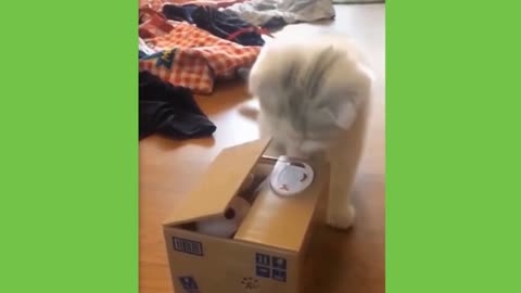 Cute And Funny Cat Playing With Toy 🐈