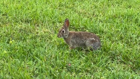 Just chilling with a grass eating bunny!