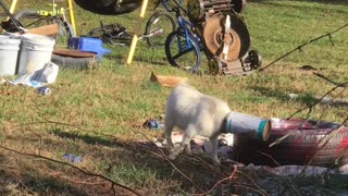 Goat Gets Help for Brother With Bucket Stuck on His Head