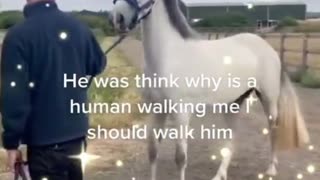 Funny horse 🐎 😄