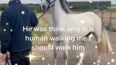 Funny horse 🐎 😄