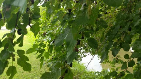 Picking Mulberry in the summer