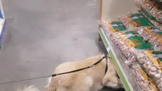 Music blonde dog reaches under store shelves for food