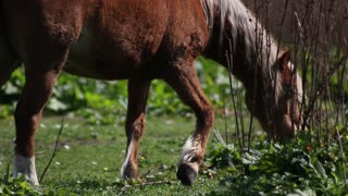 clip about a horse with a very beautiful fur grazing alone