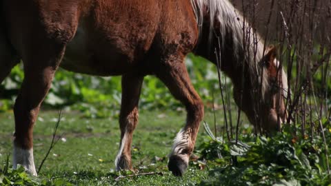 clip about a horse with a very beautiful fur grazing alone