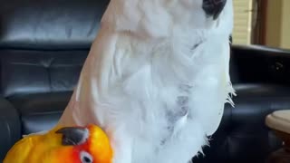 Cockatoo doesn’t want to cuddle