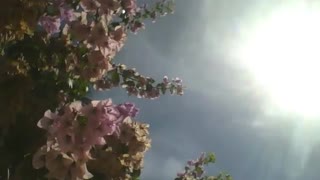 Spring flowers are warmed by a great summer sun! [Nature & Animals]