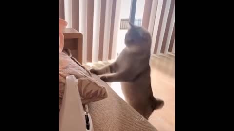 Omg So Cute Cats Best Funny Cat Videos 2022