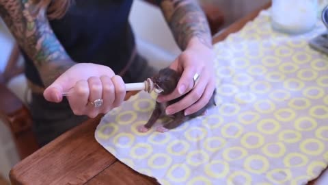 How to Feed a Newborn Kitten by Syringe