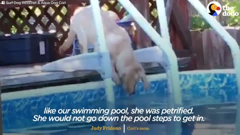 Pug LOVES To Swim + Other Pets Who Love Splashing Around | The Dodo Top 5