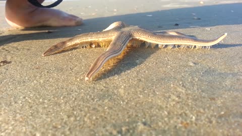 Starfish Walking on the Beach