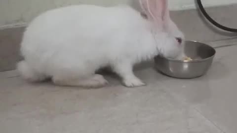 Lunchtime with the Bunny: A Delightful Feast