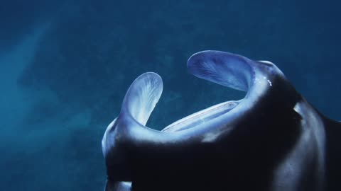 Manta ray swimming