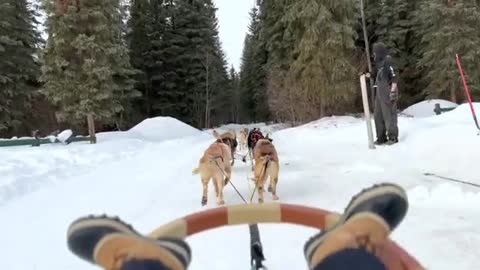 Dog Sledding in Alaska- Dog butts are so cute
