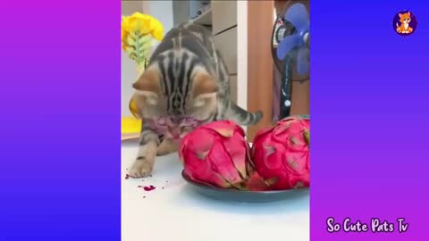 Cats funny video 😃😃 viral cats video