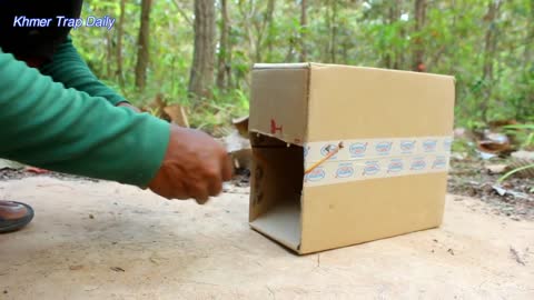 Building Easy Wild Cat Trap Using Cardboard - Technique Wild Cat Trap