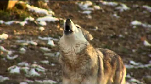 Unlikely wolf friends enjoy a tasty treat together