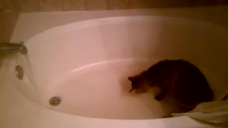 Cats never get real water