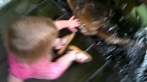 Baby pats a stingray Funny kid and animal video