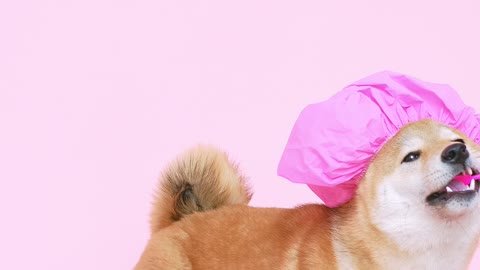 Cute Dog Getting Toothbrush