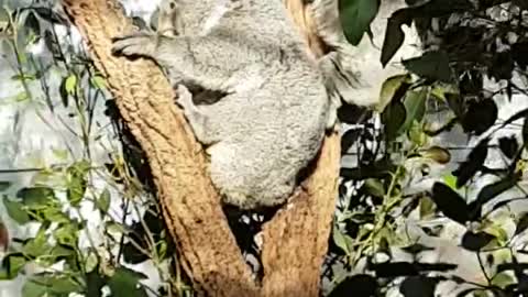 Koala Baby Bear learn to climb trees