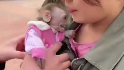 Funny monkey reaction in china 😍😍😍😍