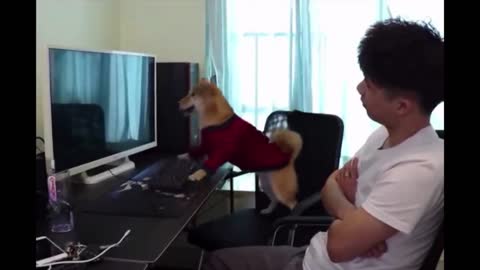 Funny Dog is playing game on computer Professionally