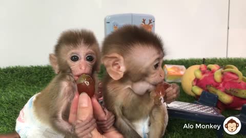 Baby Monkey BiBi and Bon Bon drinking milk. Animals Home