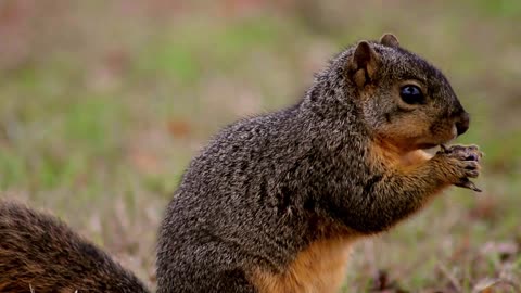 A Squirrel Hurriedly Crushing the hard nut in a steady motion.