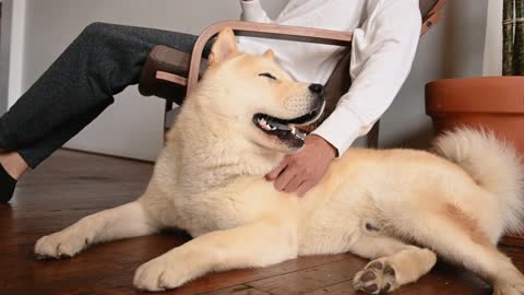 A Dog White With His Breeder At Home