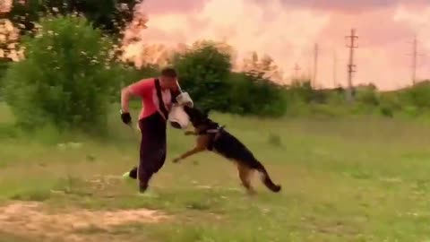 Dog training video#2