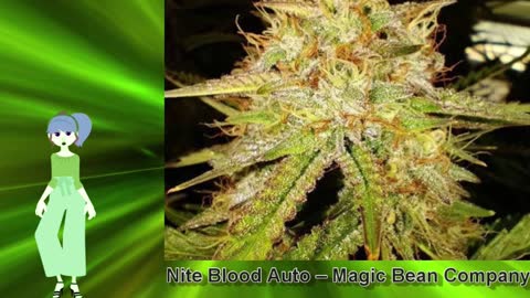 Nite Blood Auto – Magic Bean Company