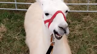 White llama with red leash chews food while laying down