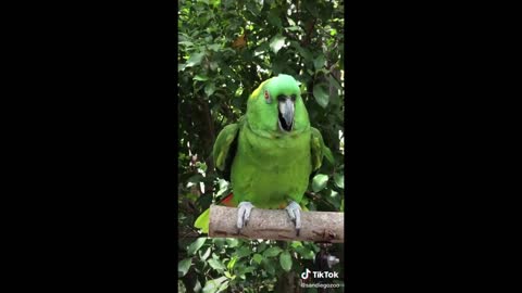 Funny and Cute Parrots Compilation TikTok Compilations
