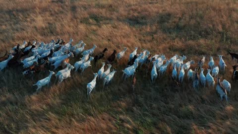 Aerial view. Goats grazing in field on farmland