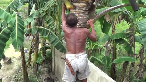 65 year old man and climbs 15 trees 3 times a day just to get the tuba