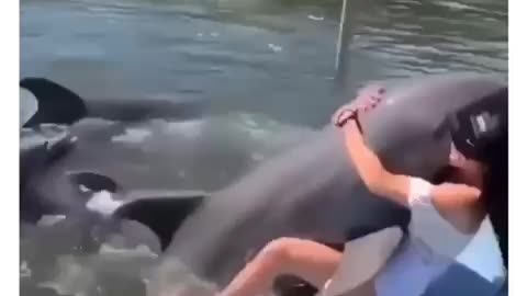 Horny dolphin 🤣