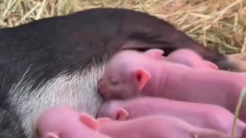 Cute Piglets and their Mama