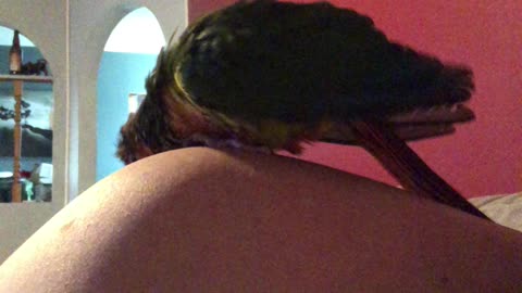 Pet bird scratching