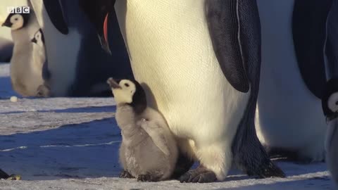 Baby Penguins Socializing