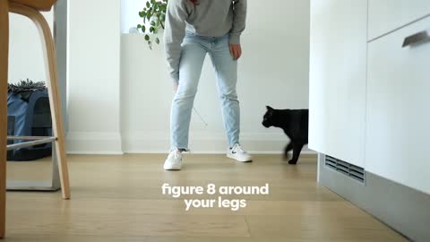 30 Tricks to teach your cat