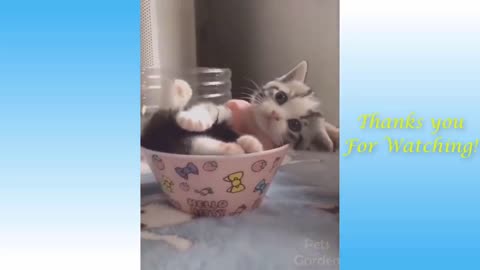 Funny and Cute Cat's Life 👯😺 Cats and Owners are the best friends Videos Funny Cats Video Watch