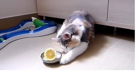 Cat and lemon