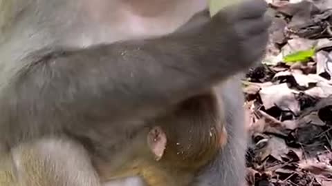 Monkey banana eating