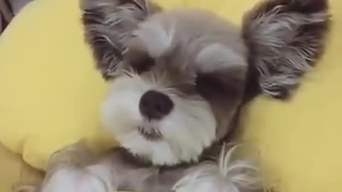 Dogs sleeping mini bed