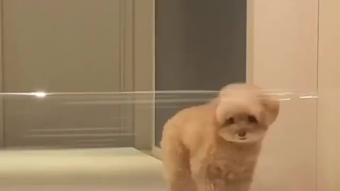 CUTE PUPPY TRYING TO JUMP