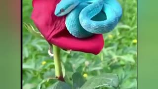 Small Blue Snake On a Red Rose