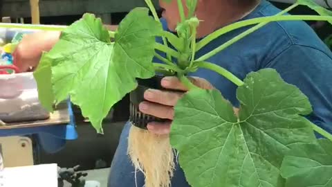 Wholesome Dad Tending to Hydroponic Garden