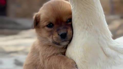 The weather is cold, the puppy seeks the mother duck to keep warm