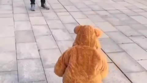 Kids in dog costume trying to imitate a real dog